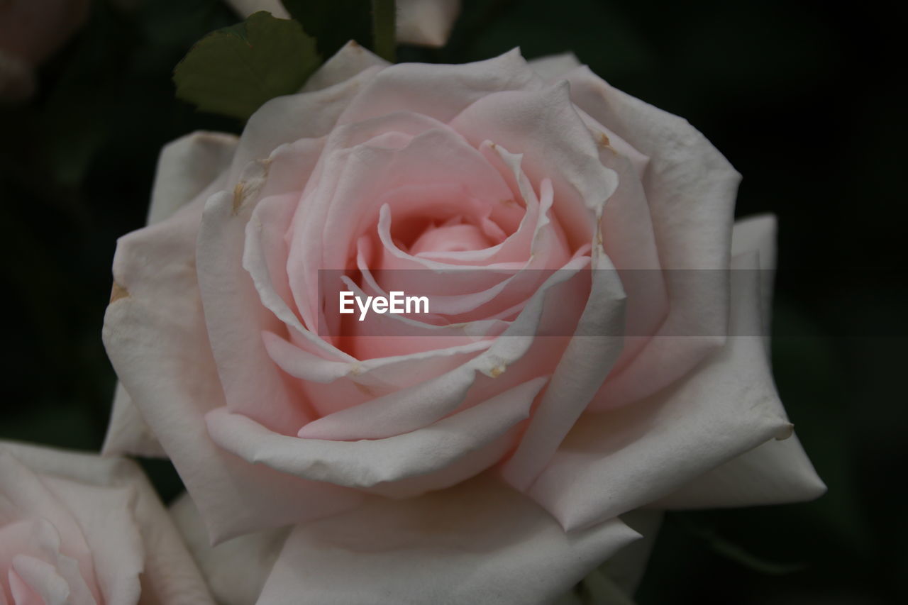 CLOSE-UP OF ROSE FLOWER