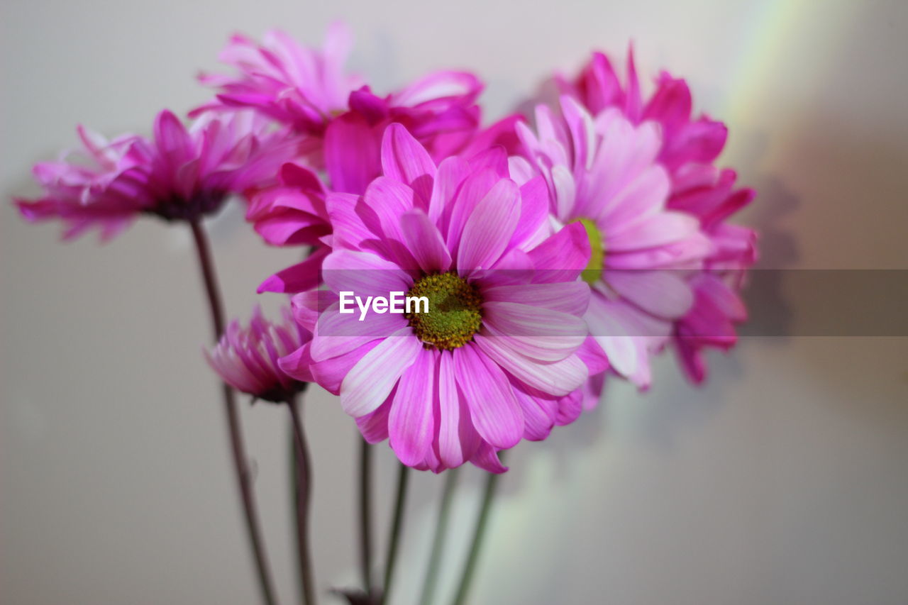 CLOSE-UP OF PINK FLOWERING PLANTS