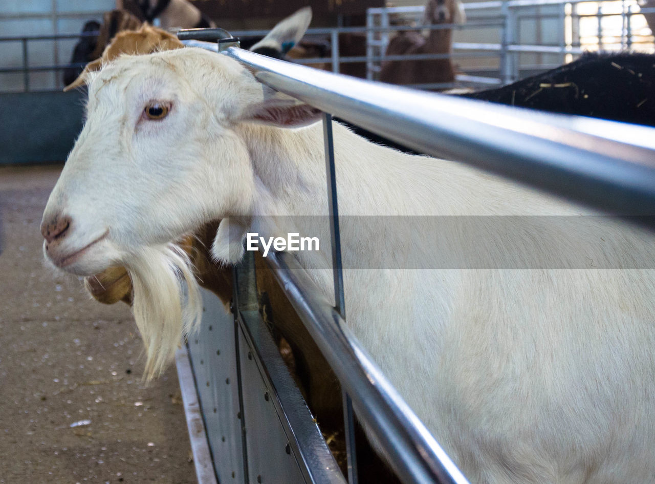 Close-up goats in animal pen