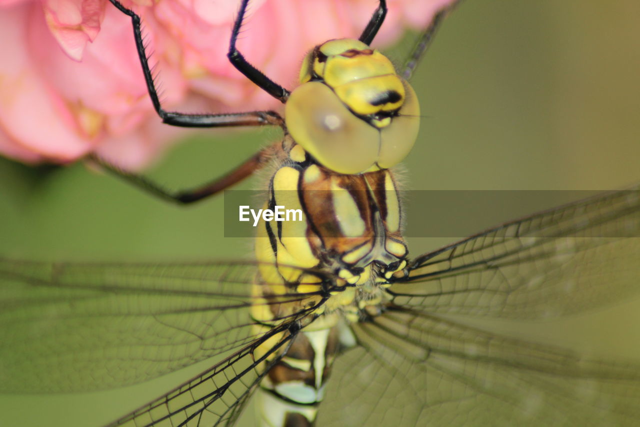 Close-up of dragonfly on pink flower