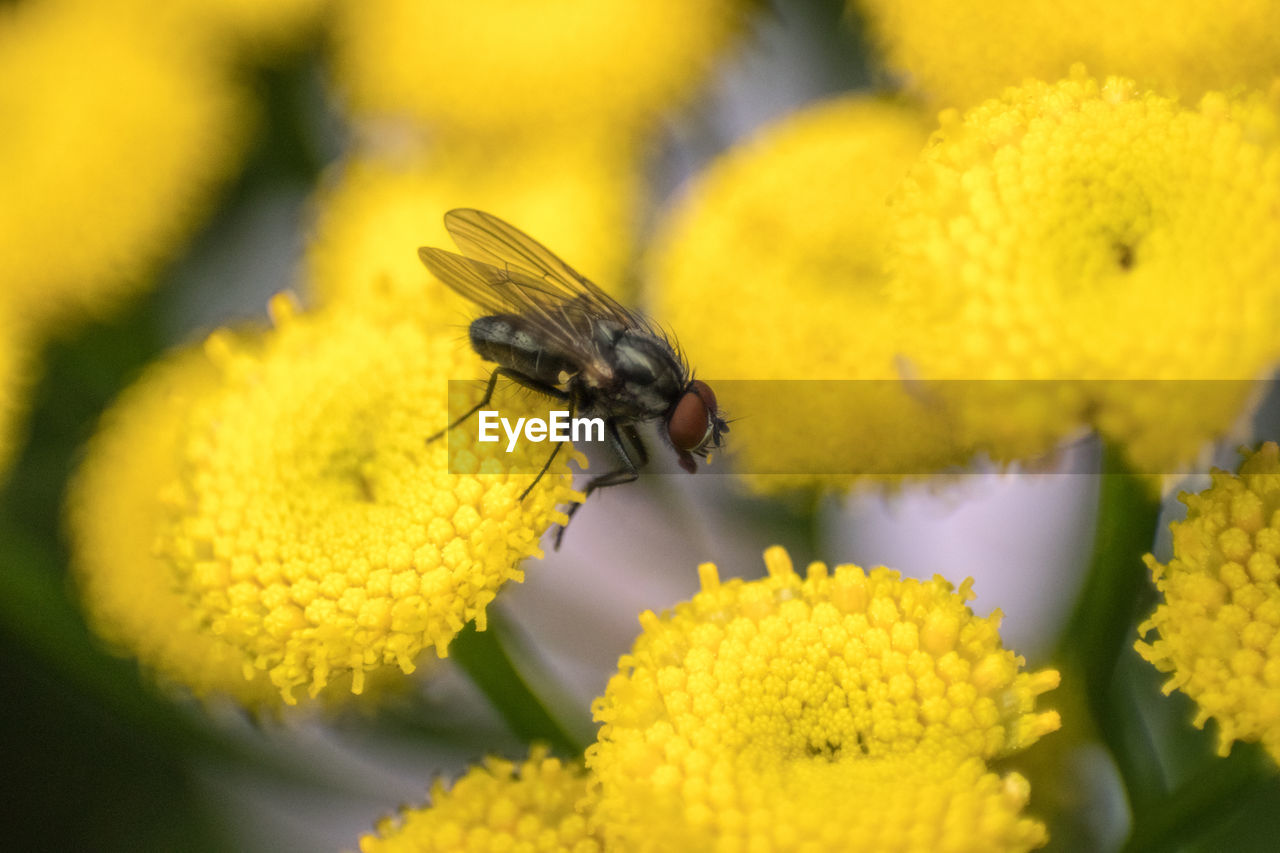 CLOSE-UP OF INSECT POLLINATING ON YELLOW FLOWER