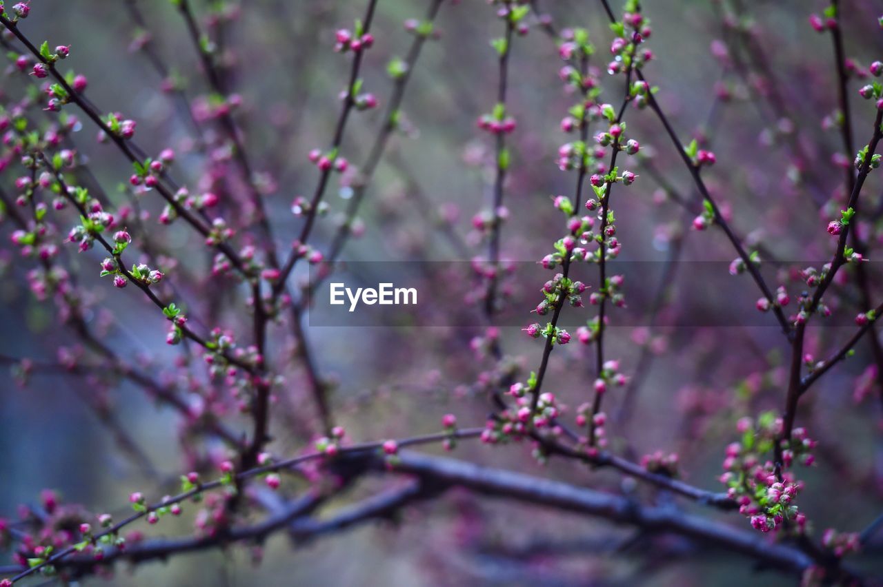Close-up of pink flowers on branch