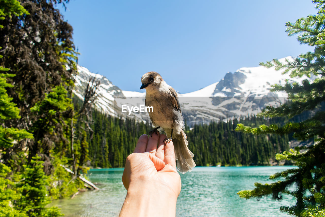 Man holding bird on hand 