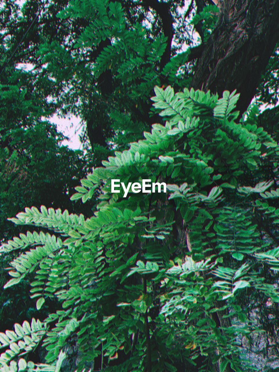 CLOSE-UP OF FRESH GREEN PLANT WITH TREE