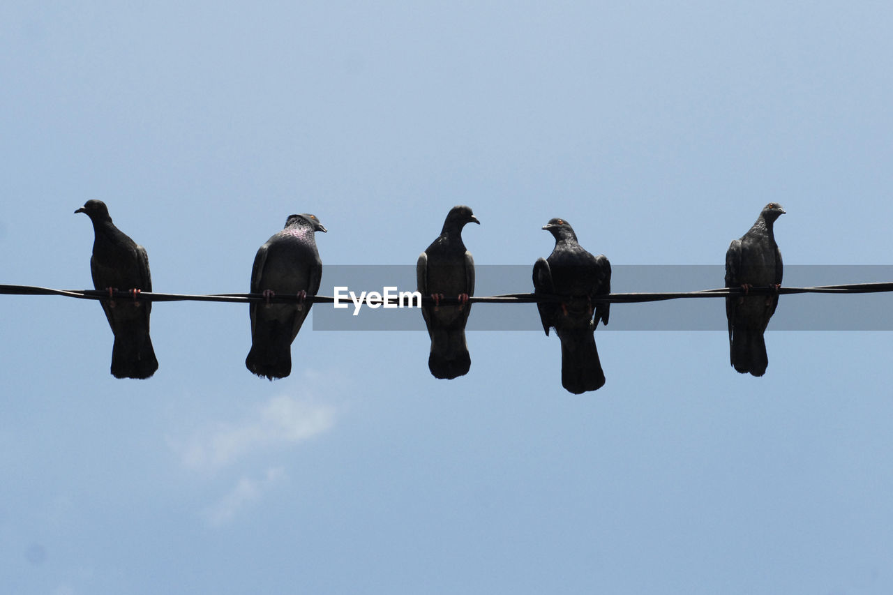 LOW ANGLE VIEW OF BIRDS PERCHING ON CLEAR SKY