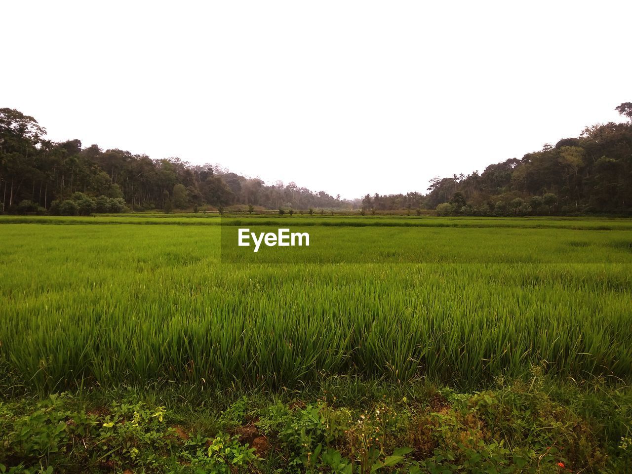 SCENIC VIEW OF FARM AGAINST CLEAR SKY