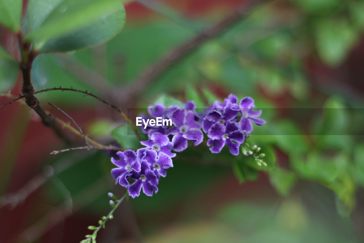 CLOSE-UP OF FLOWERING PLANT