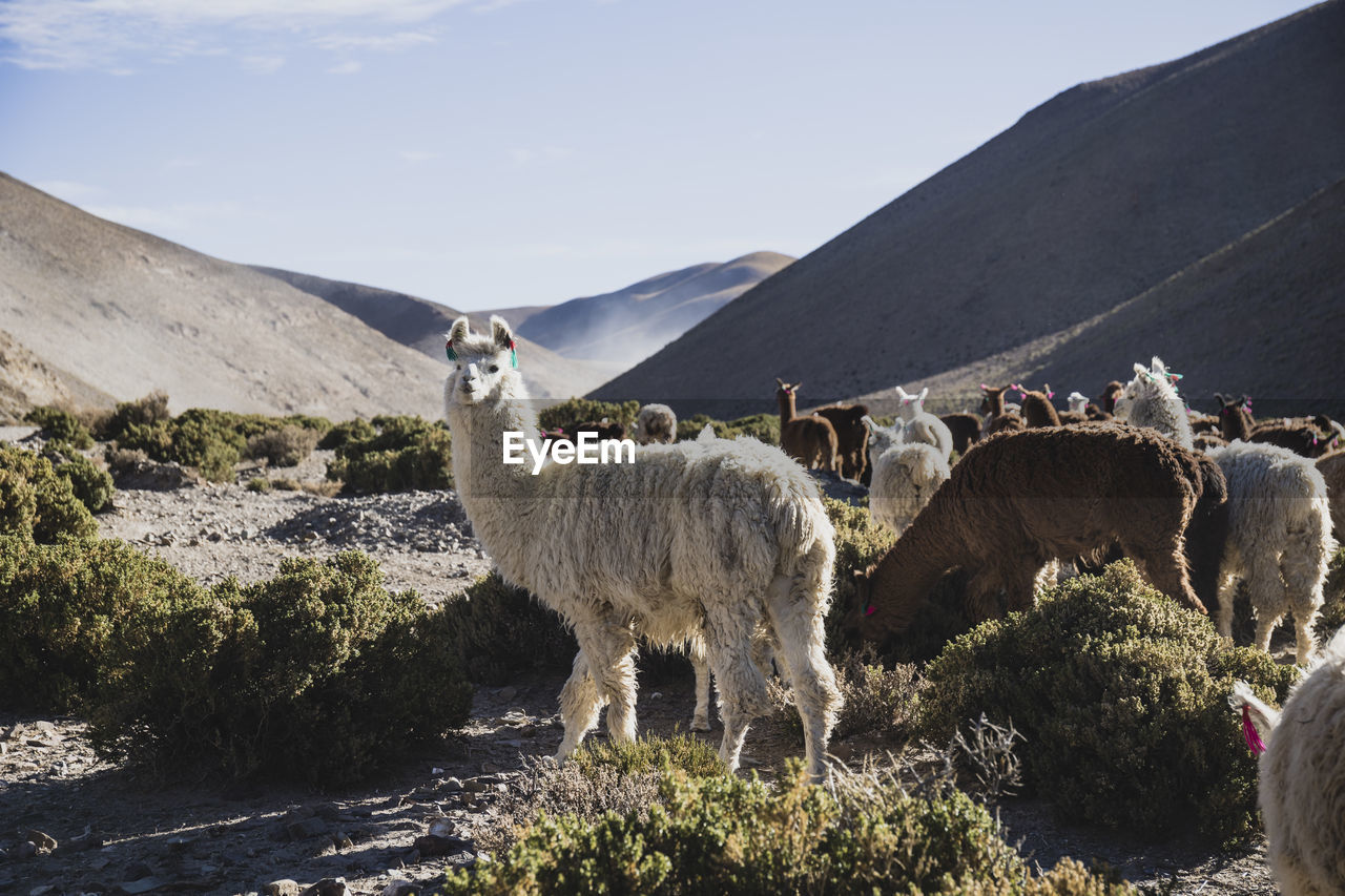 Animal standing on field against sky