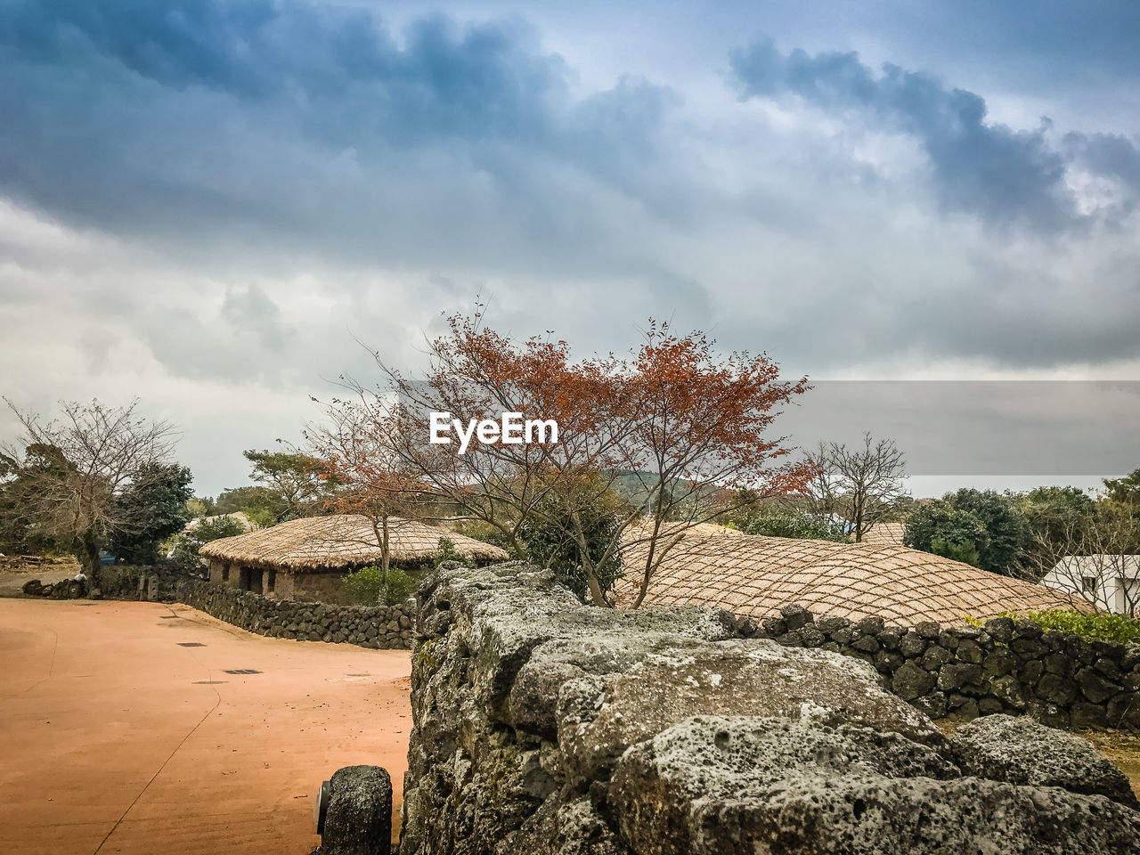 VIEW OF TREE AGAINST SKY