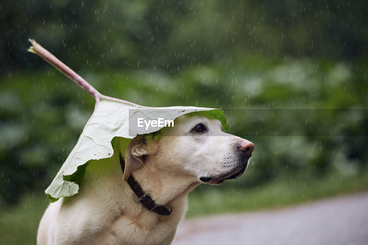 Funny portrait of dog during rainy day. labrador hiding head under leaf of burdock in rain.