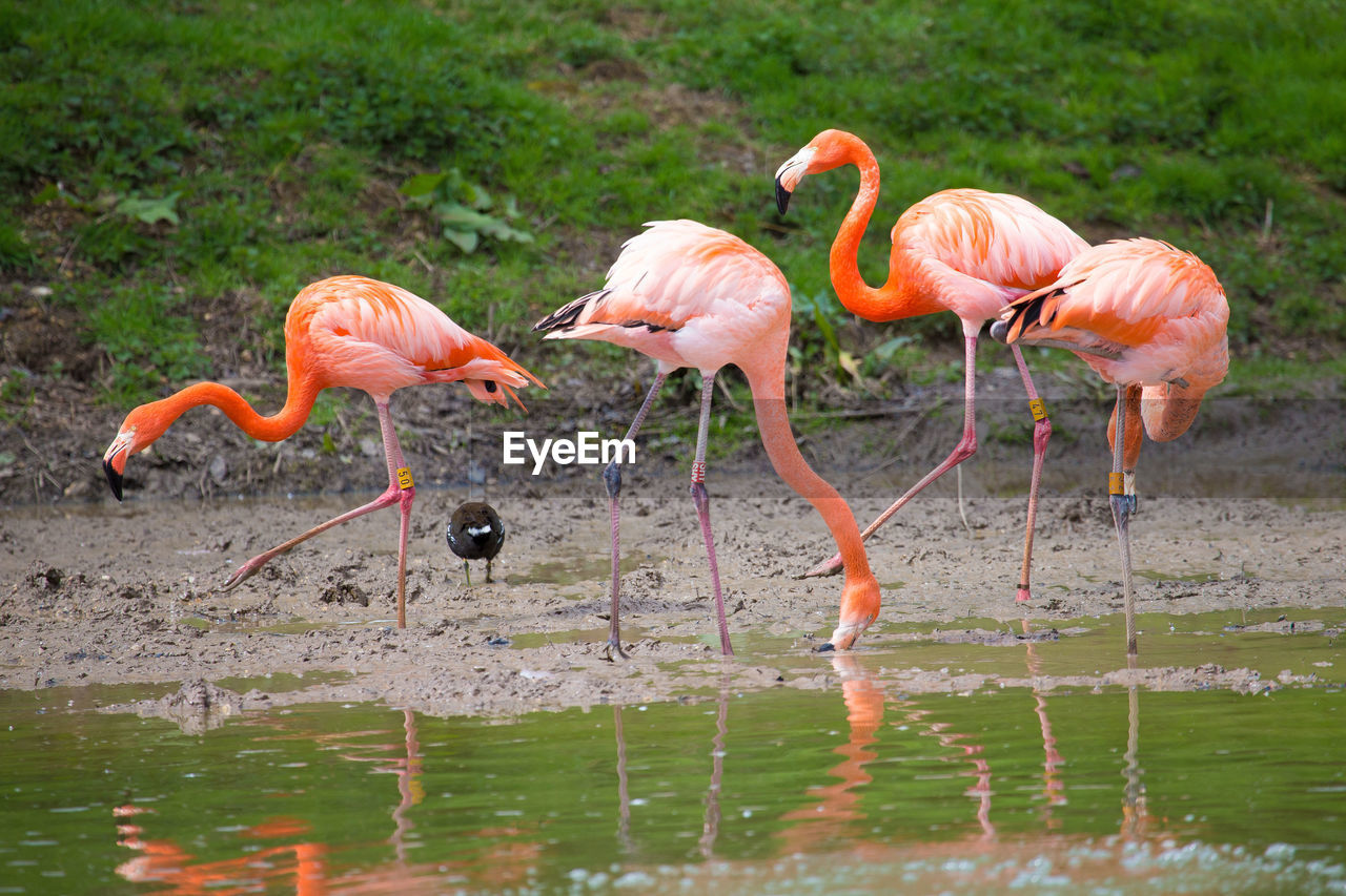 Flamingoes at lakeshore