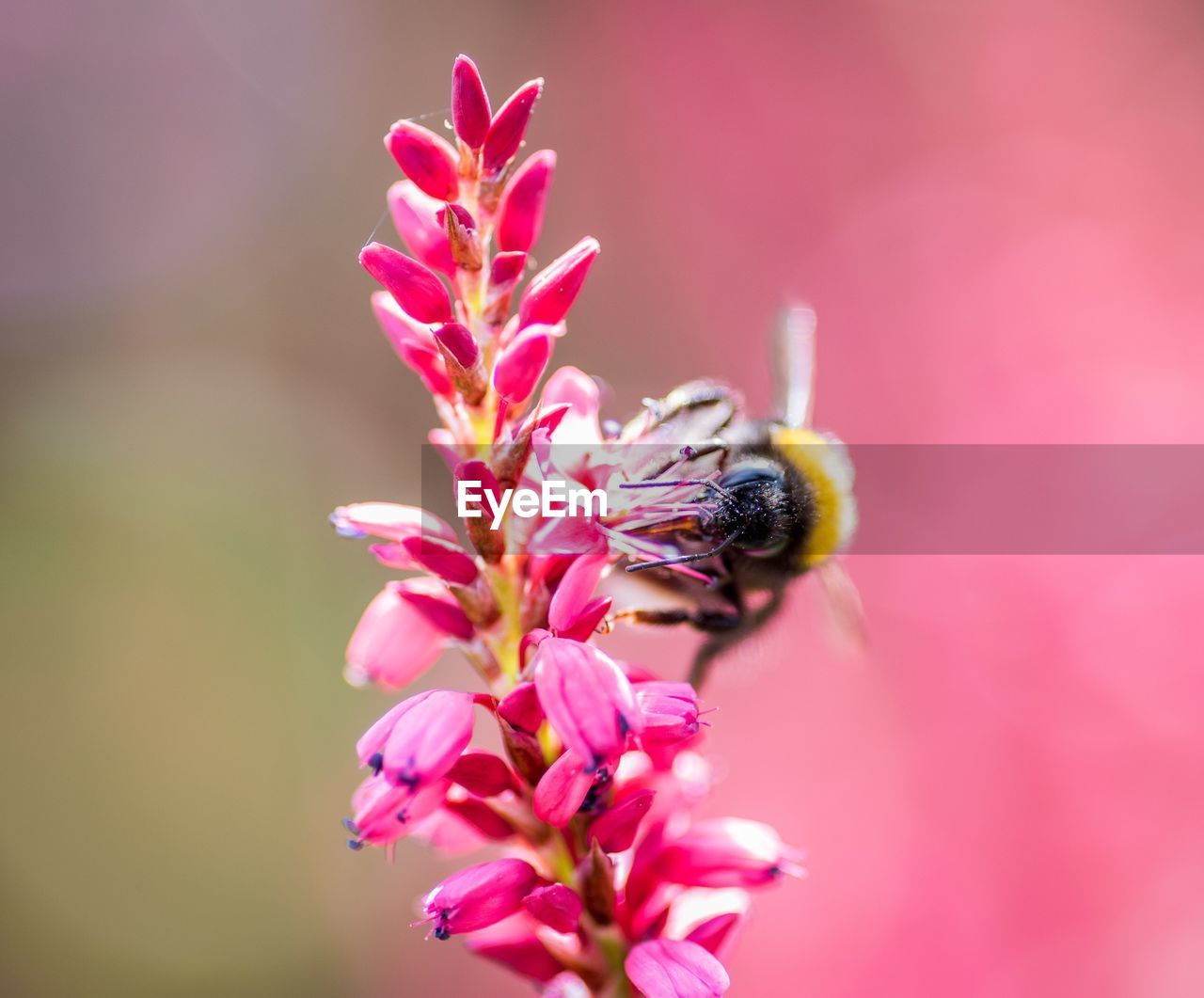 CLOSE-UP OF HONEY BEE POLLINATING ON PINK FLOWER