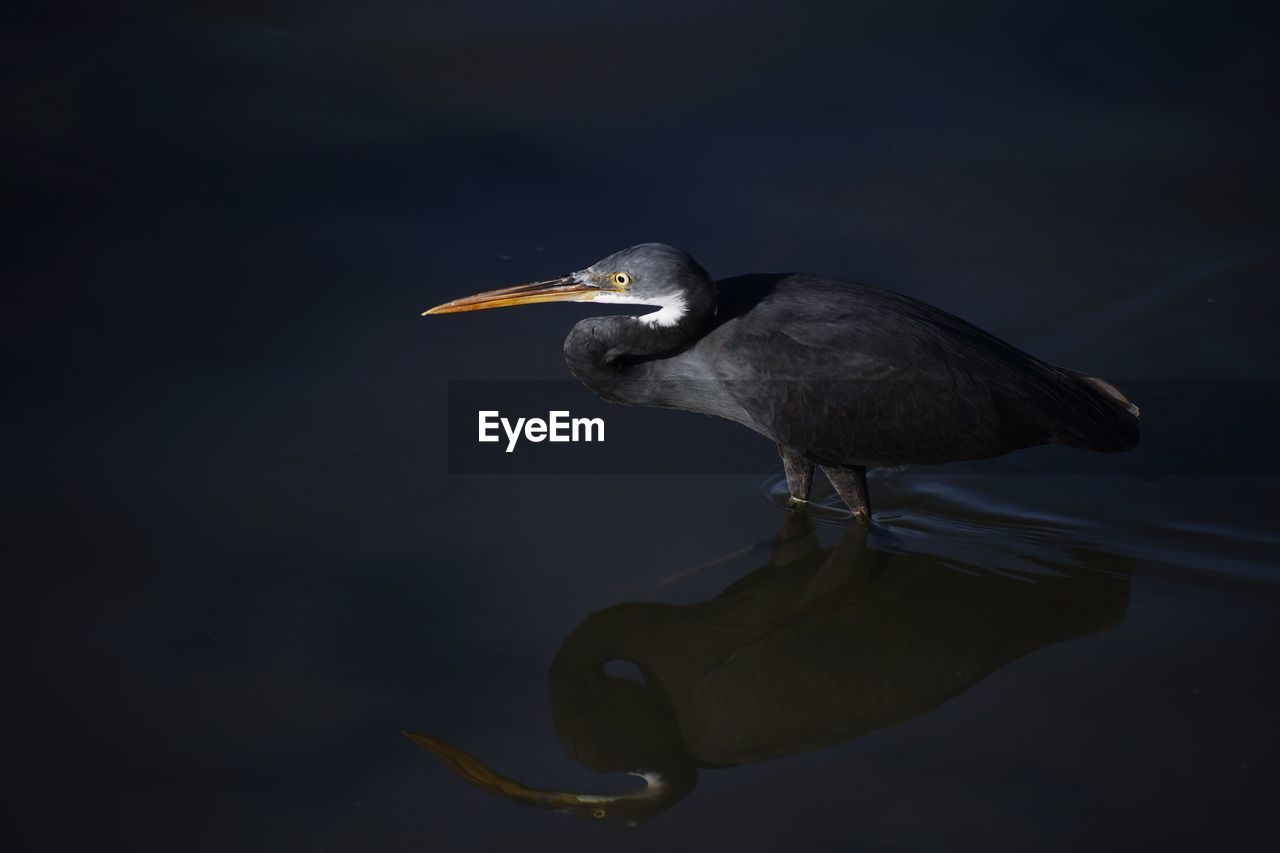 Bird perching on a lake