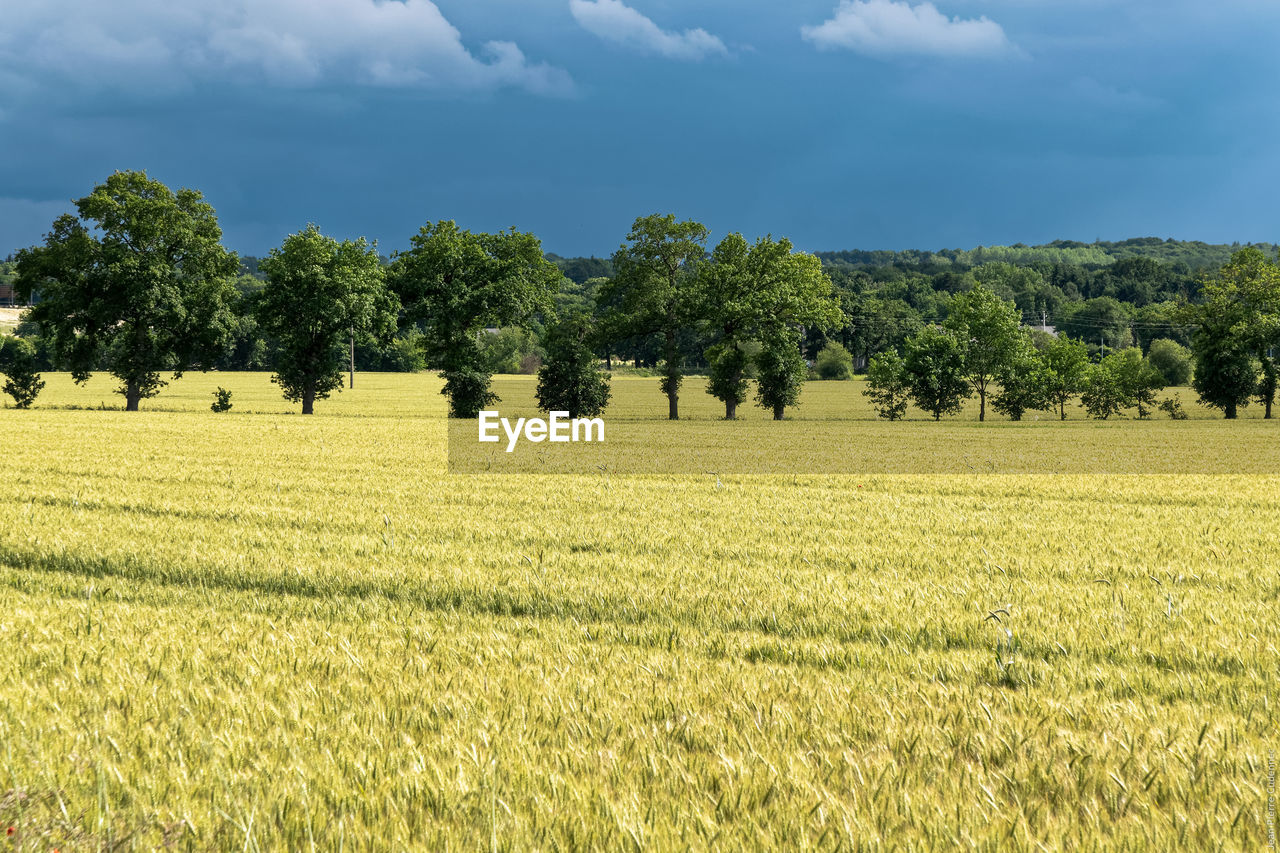 Trees on agricultural field against sky