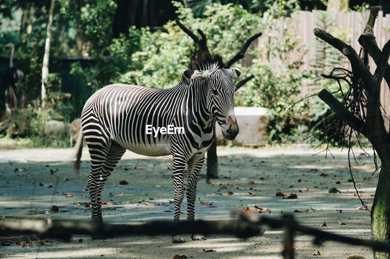Zebras standing in a field