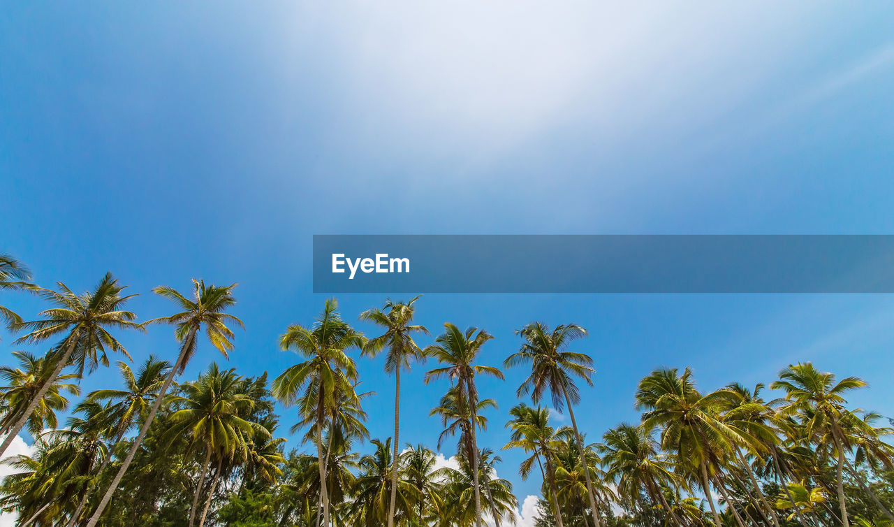 Low angle view of coconut palm trees against blue sky