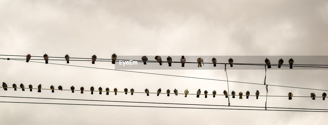 Low angle view of birds perching on cables against sky