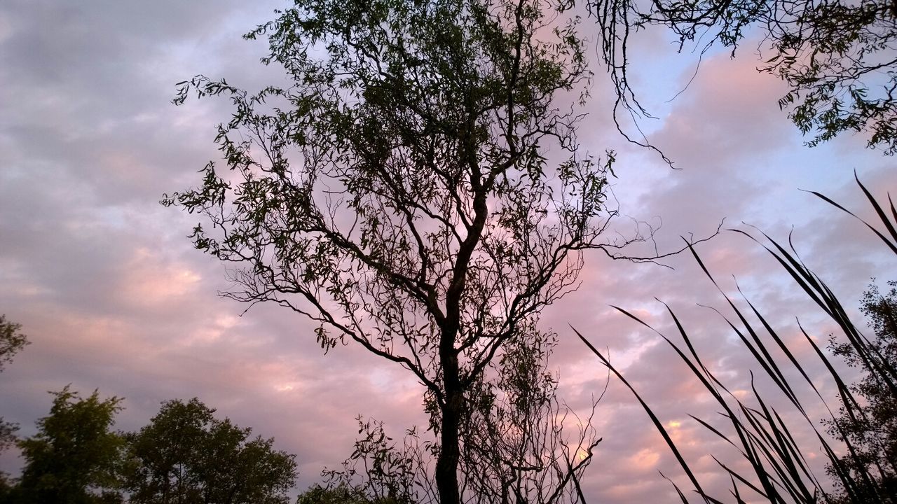 LOW ANGLE VIEW OF TREES AGAINST CLOUDY SKY