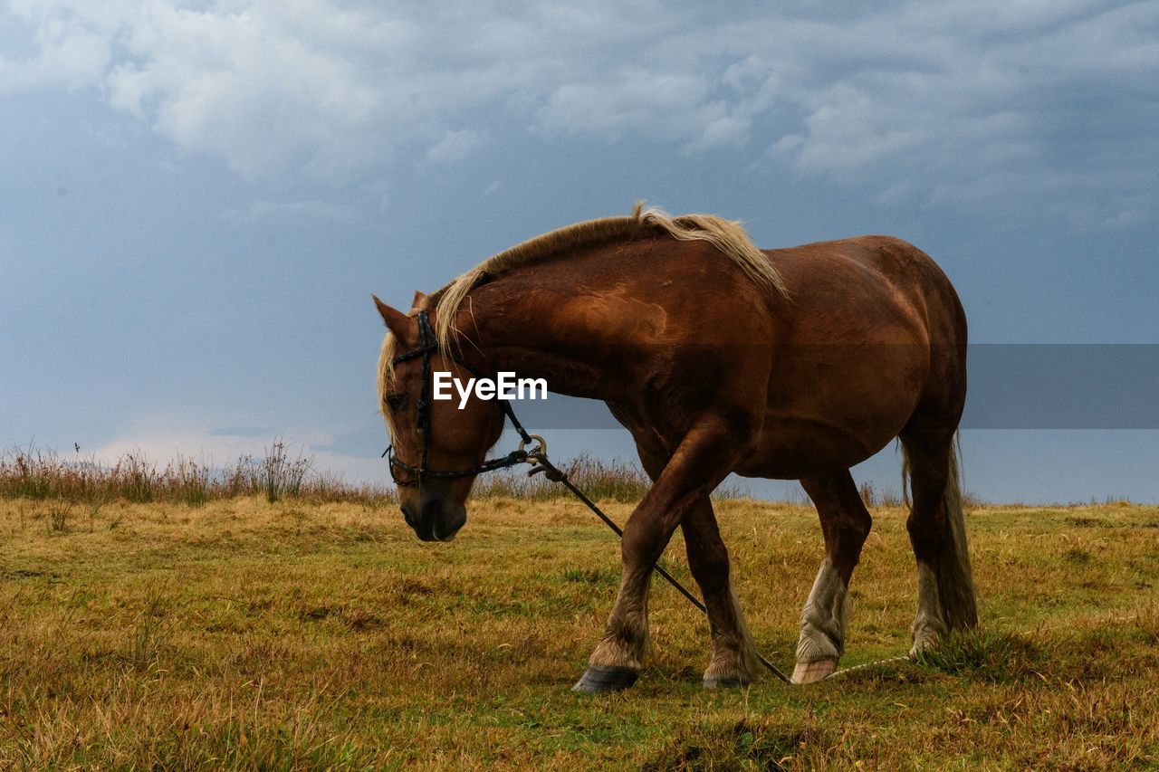 HORSE ON FIELD