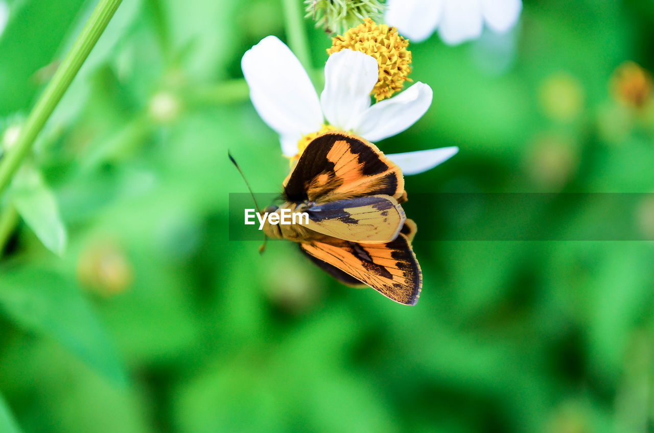 High angle view of moth pollinating on white flower