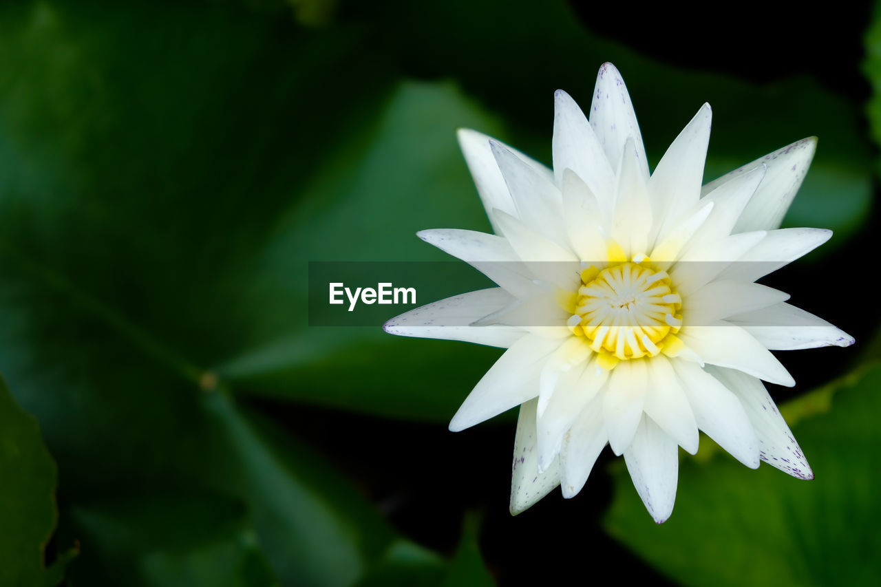 Close-up of white water lily blooming outdoors