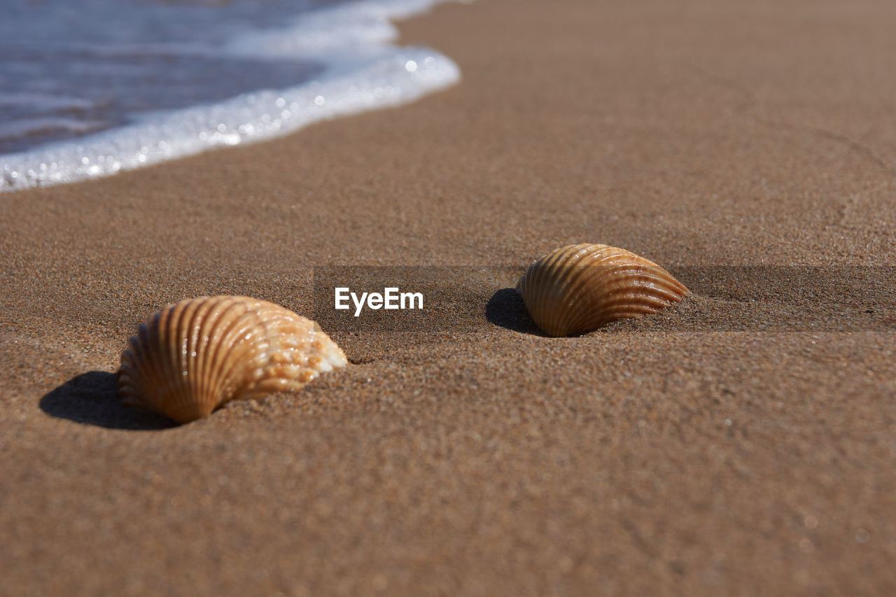 CLOSE-UP OF SHELLS ON BEACH