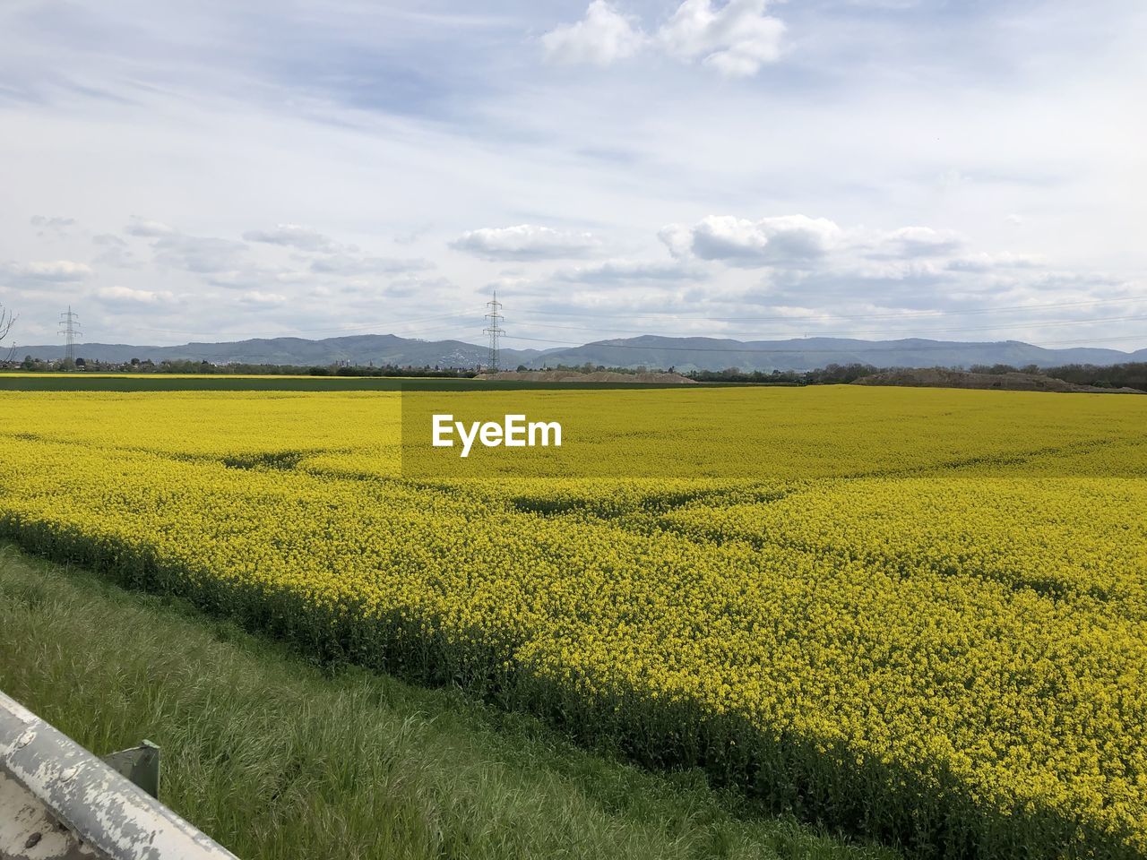 rapeseed, landscape, flower, environment, food, land, field, plant, produce, rural scene, agriculture, canola, vegetable, beauty in nature, sky, scenics - nature, nature, crop, tranquility, growth, yellow, farm, cloud, tranquil scene, rural area, no people, day, flowering plant, oilseed rape, idyllic, plain, brassica rapa, freshness, outdoors, springtime, mustard, non-urban scene, prairie, horizon, green, sunlight, grassland, abundance, travel destinations, grass