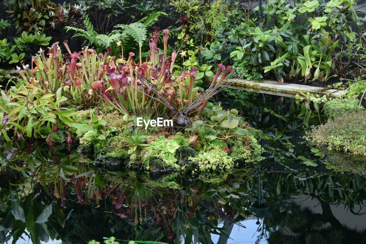 CLOSE-UP OF PLANTS