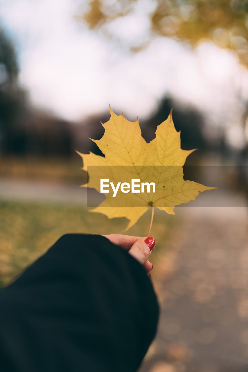 Close-up of hand holding maple leaf during autumn