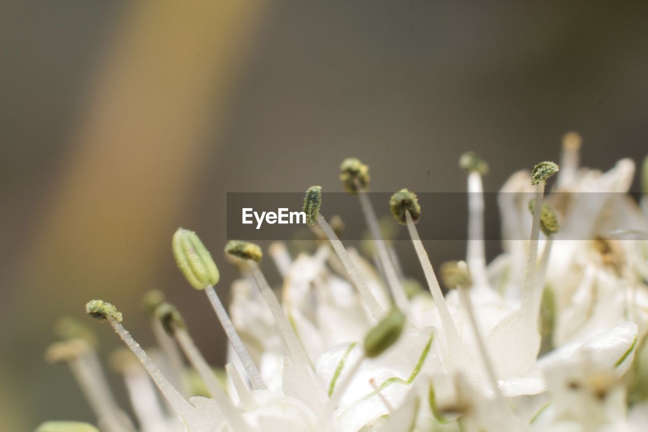 CLOSE-UP OF FLOWERING PLANTS