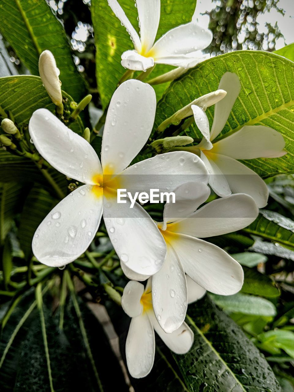 CLOSE-UP OF WATER DROPS ON WHITE FLOWERING PLANT