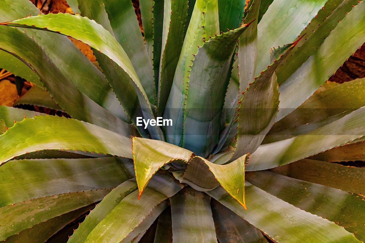 Close-up of succulent plant