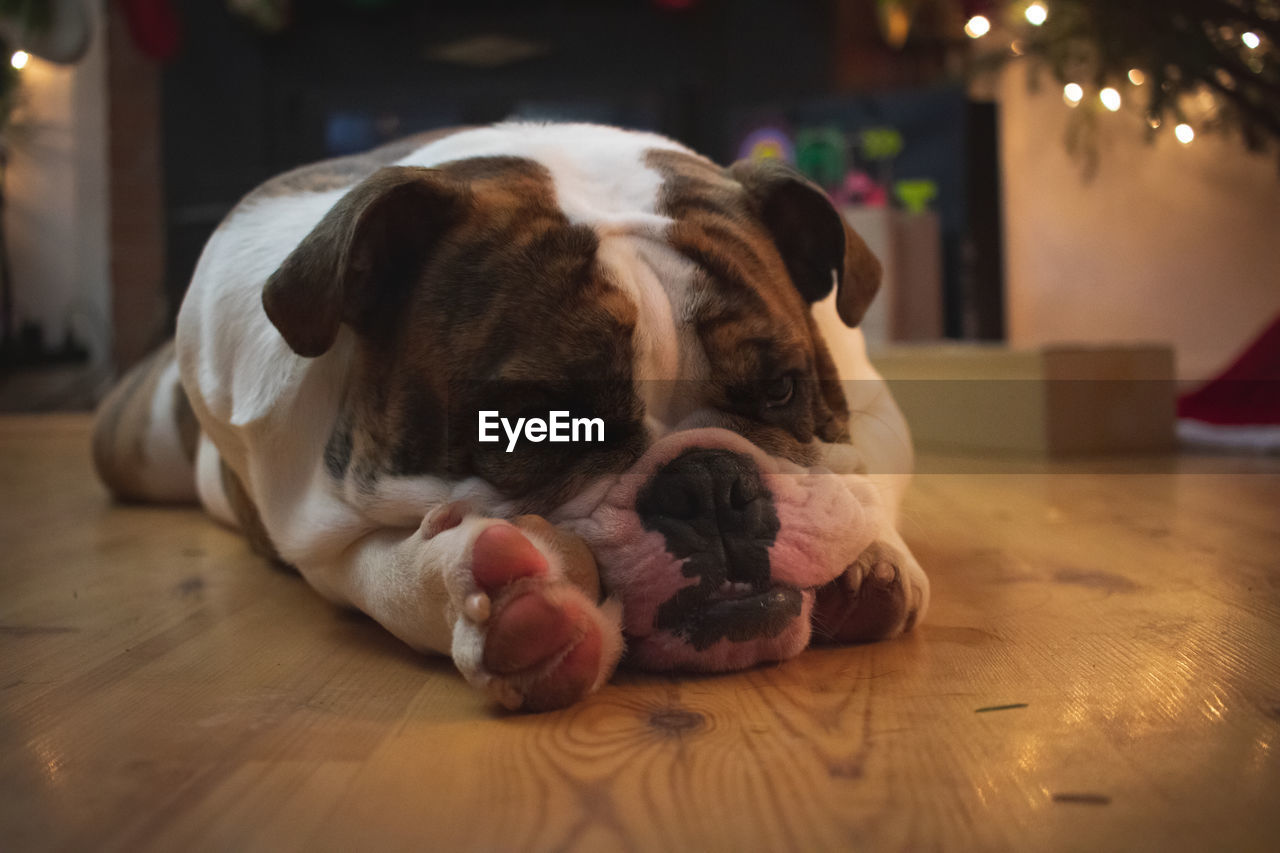CLOSE-UP OF A DOG RESTING ON WOODEN FLOOR