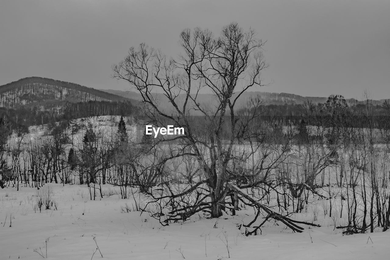 Bare trees on snow covered land against sky