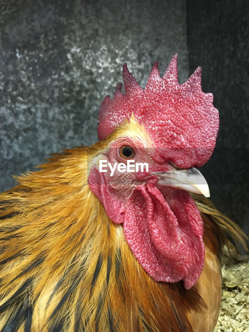 CLOSE-UP OF ROOSTER ON ROCK