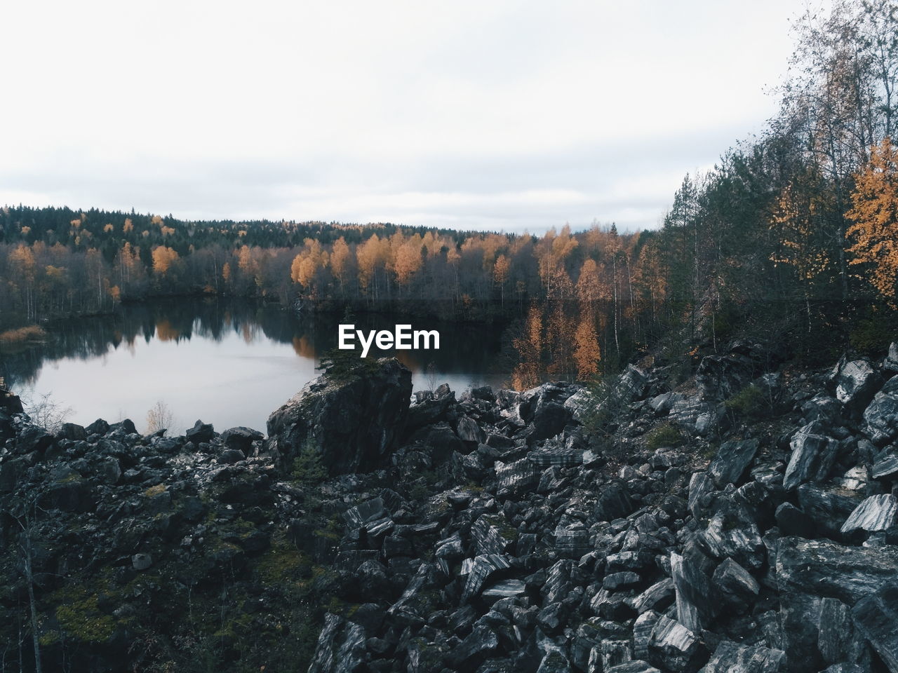 SCENIC VIEW OF FOREST AGAINST SKY