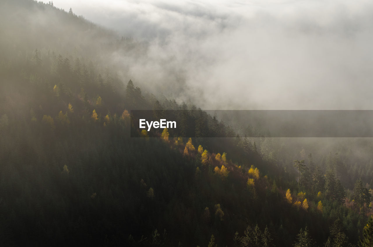 High angle view of forest