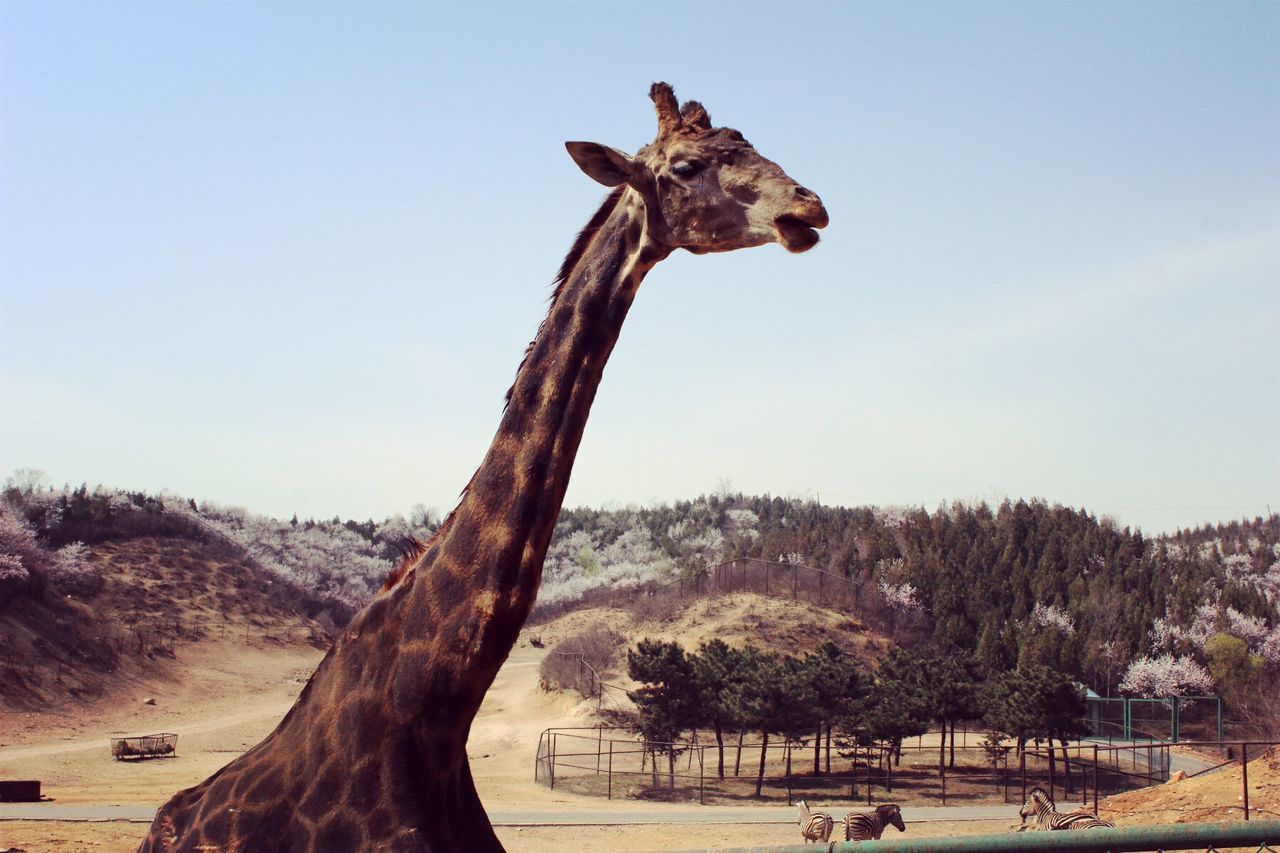 Giraffe against clear sky at zoo