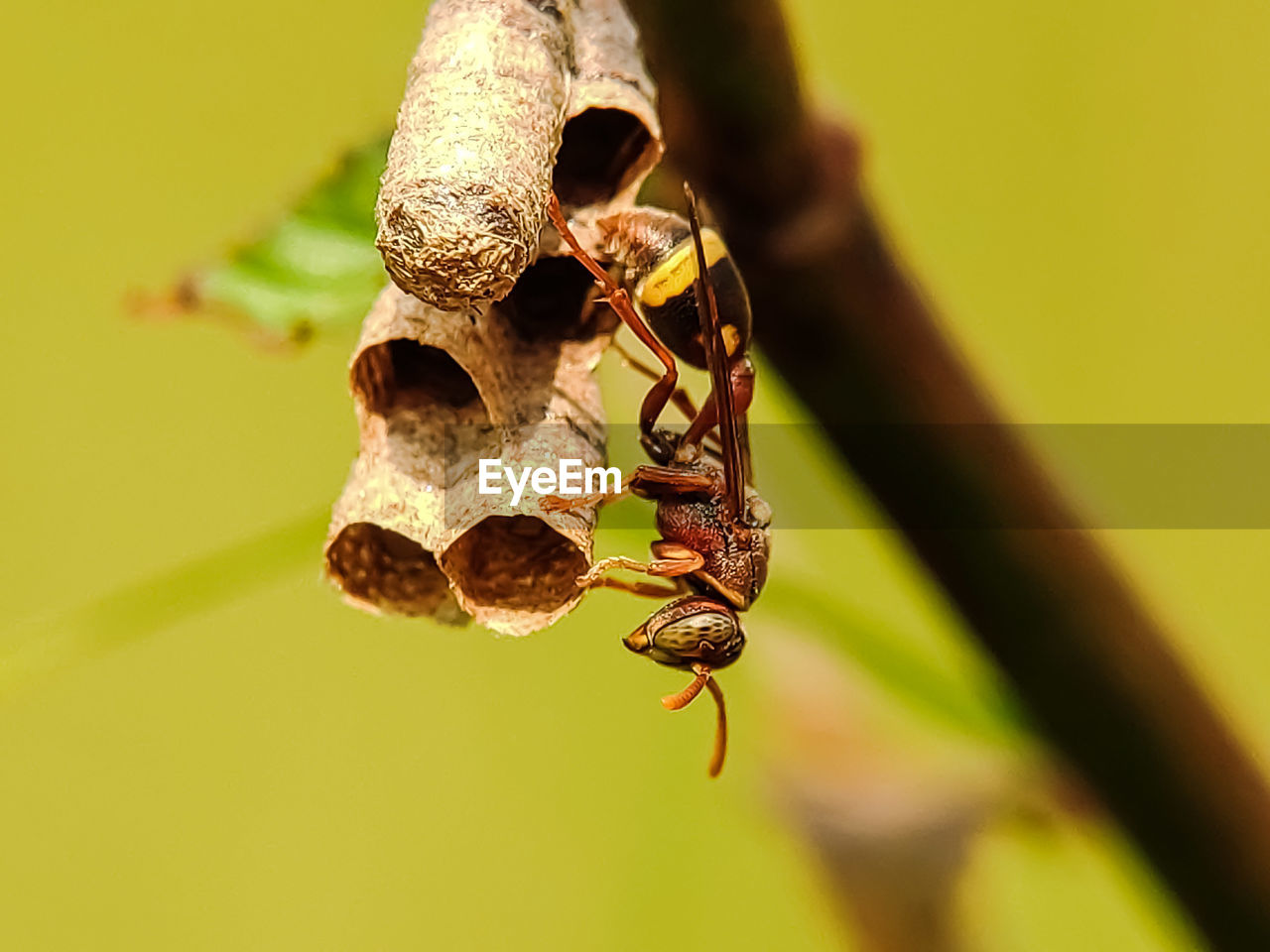 CLOSE-UP OF INSECT