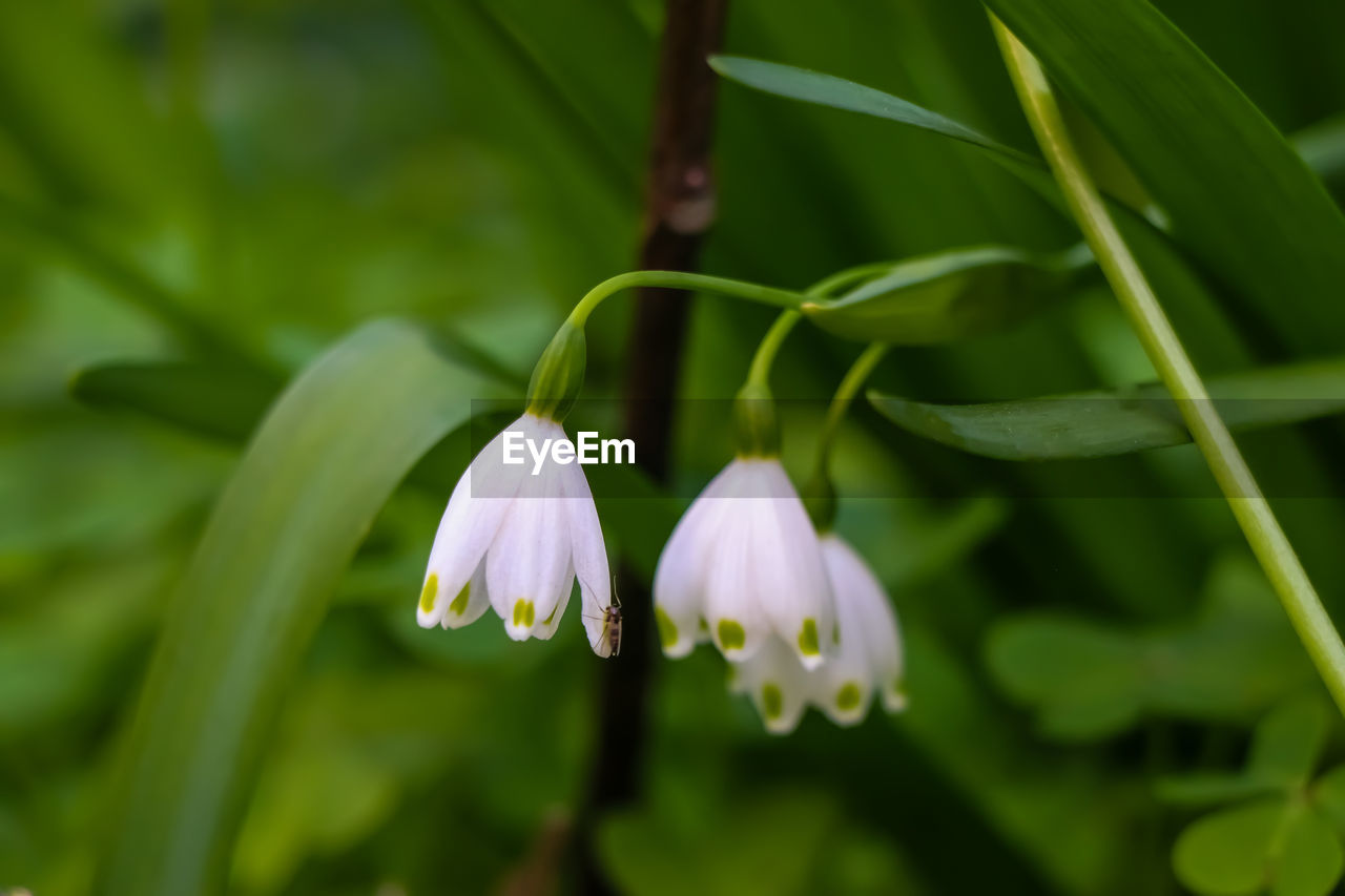 plant, flower, flowering plant, beauty in nature, freshness, close-up, growth, fragility, petal, nature, green, inflorescence, leaf, no people, flower head, plant part, springtime, white, botany, blossom, focus on foreground, outdoors, macro photography, water, wildflower, environment, day, drop, wet