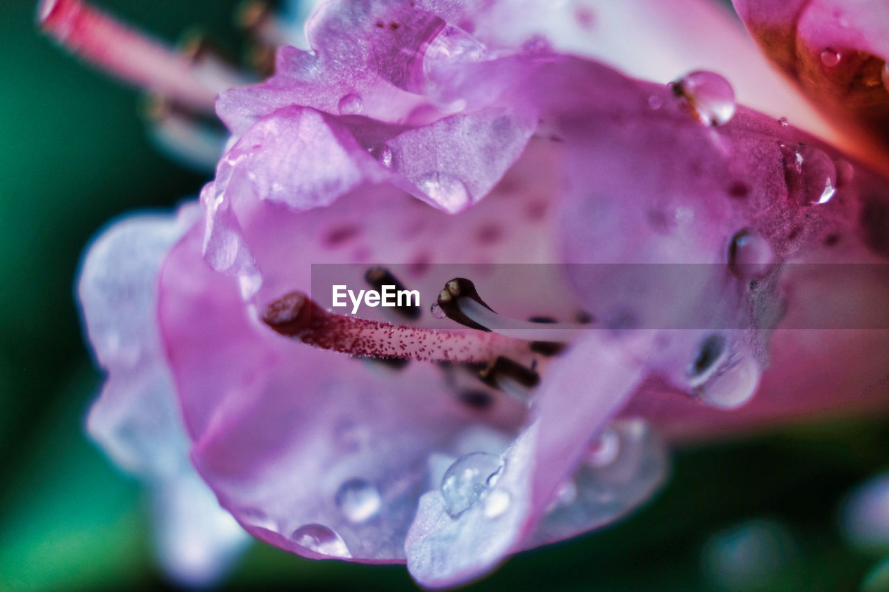 Close-up of wet pink rose flower