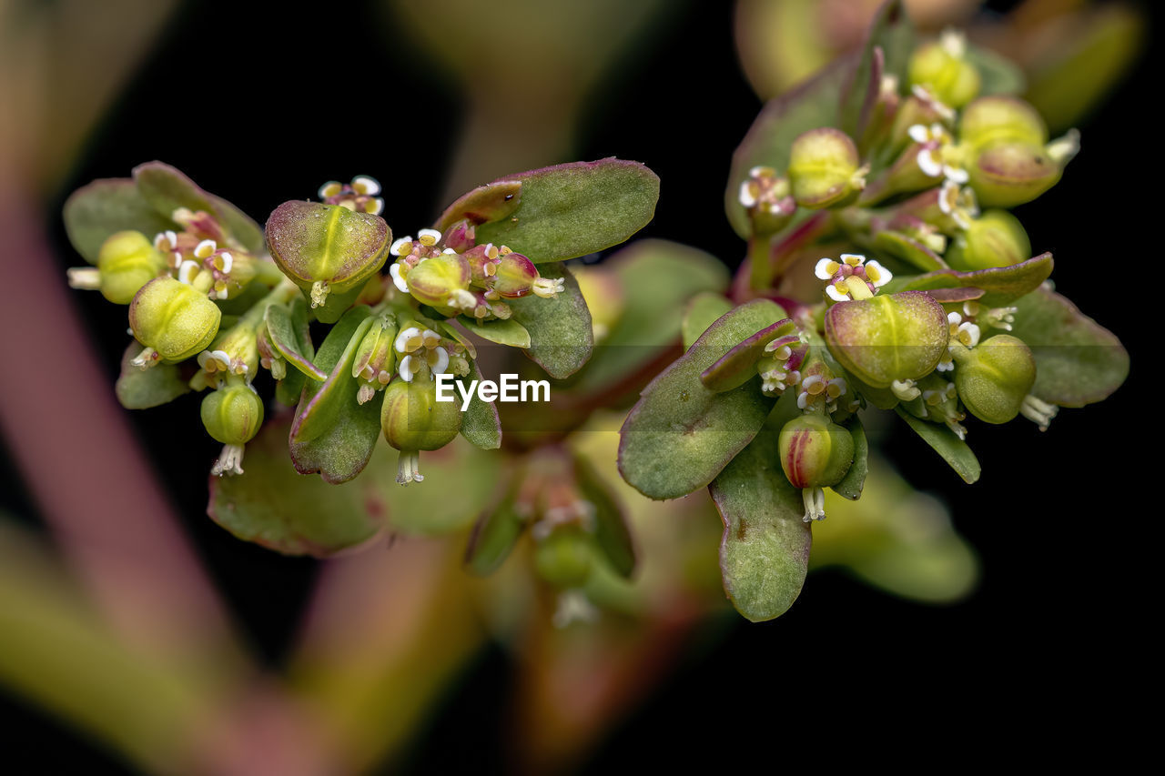 close-up of grapes growing on plant