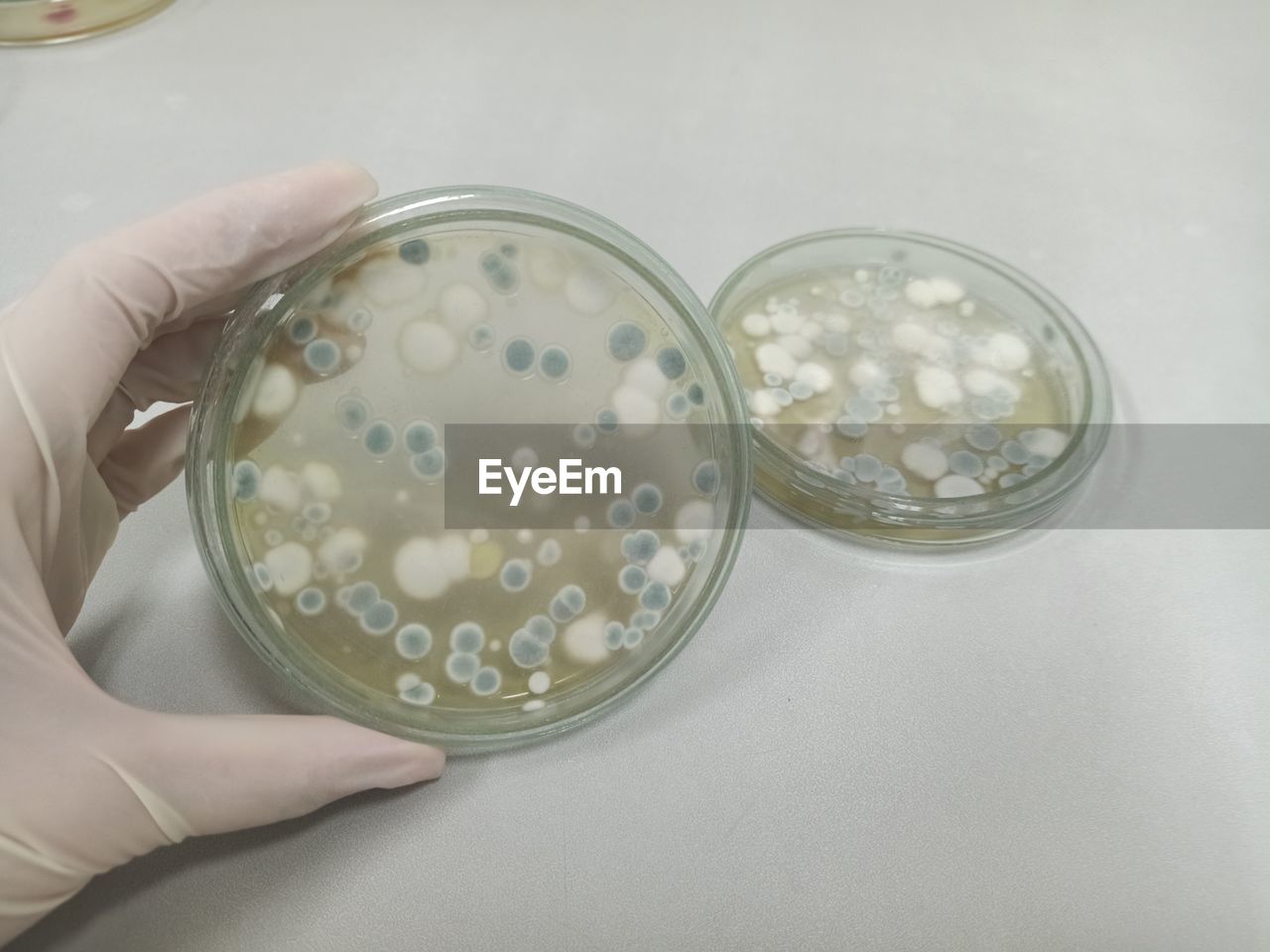 hand, indoors, one person, holding, science, research, healthcare and medicine, scientific experiment, laboratory, education, adult, biology, petri dish, high angle view