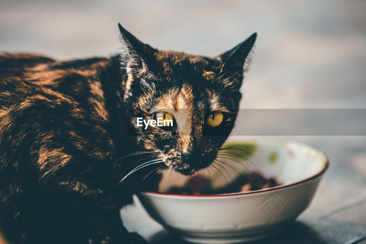 Close-up portrait of a cat