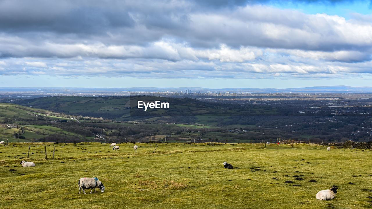 flock of sheep grazing on landscape against sky