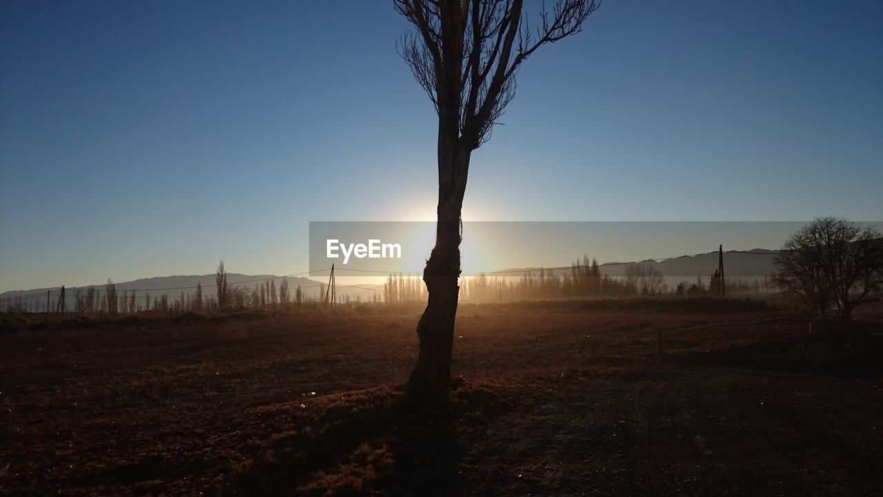 TREES AGAINST SKY AT SUNSET