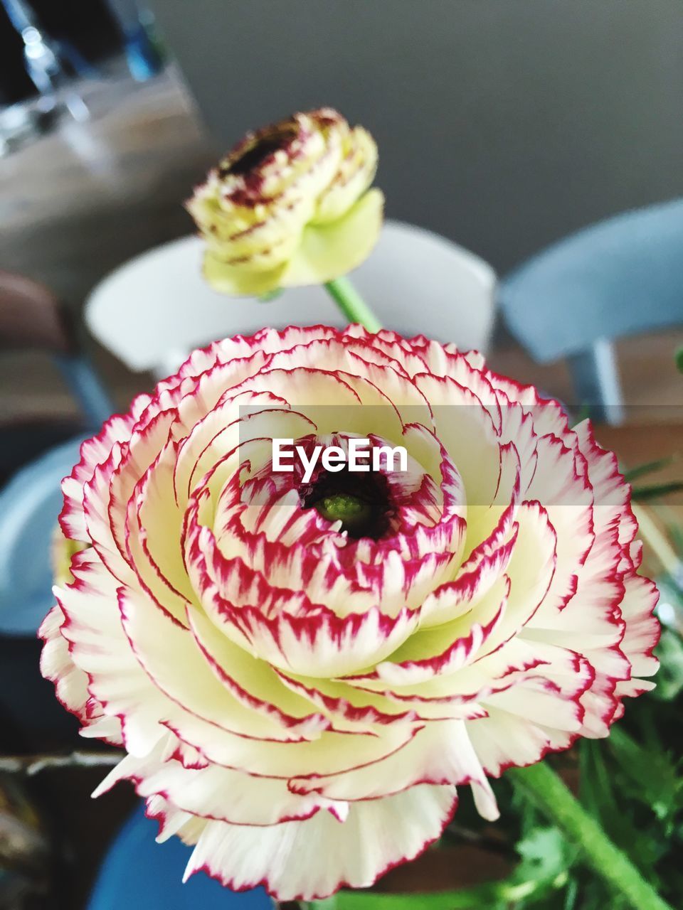 Close-up of pink rose