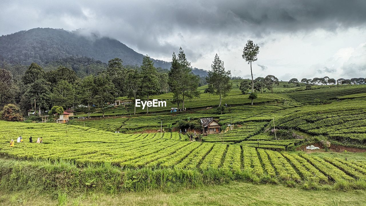 landscape, environment, plant, agriculture, land, field, rural scene, scenics - nature, crop, nature, farm, paddy field, sky, mountain, growth, rural area, tree, social issues, cloud, beauty in nature, environmental conservation, green, travel, plain, grassland, terrace, food and drink, valley, plantation, highland, tea crop, architecture, tranquility, outdoors, occupation, plateau, tourism, building, tropical climate, pasture, overcast, travel destinations, food, no people, rice paddy, meadow, rice - food staple, rice, forest, tranquil scene, flower, house, foliage, soil, lush foliage