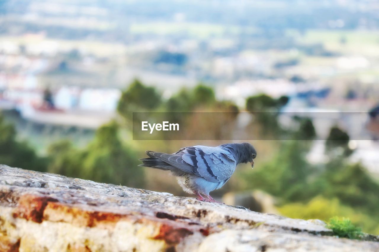 BIRD PERCHING ON A WALL