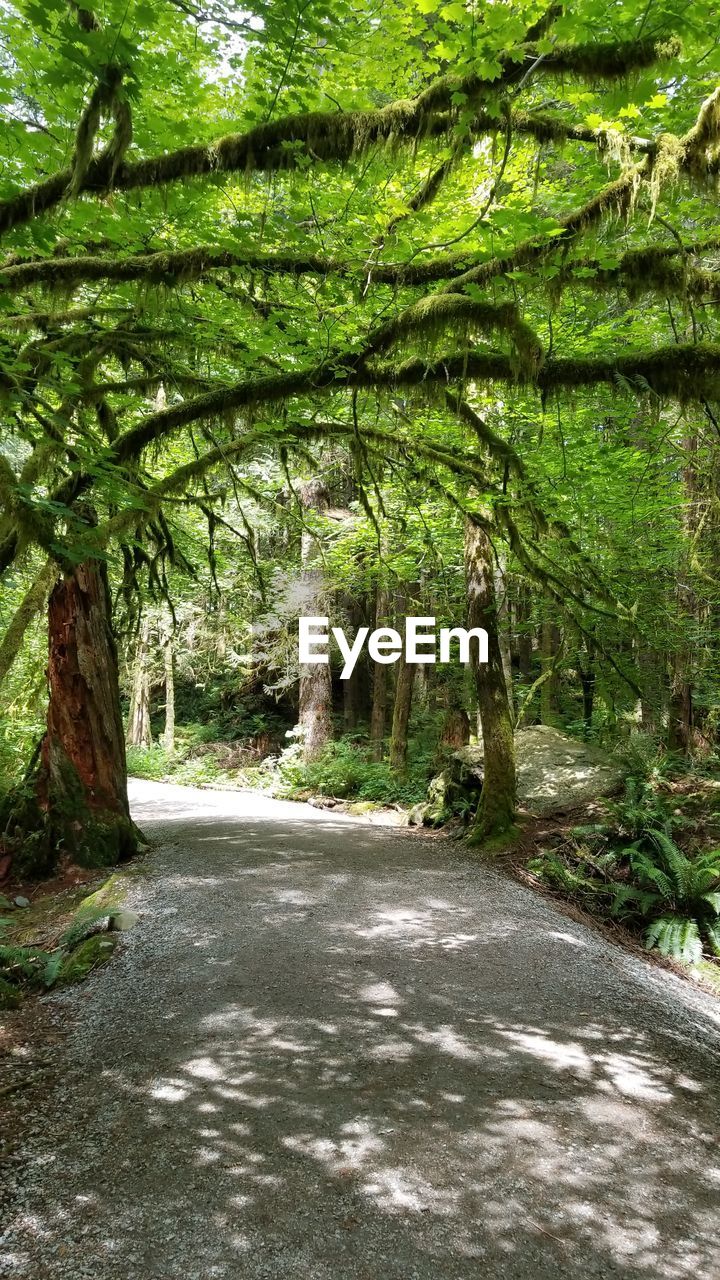 Road amidst trees in forest